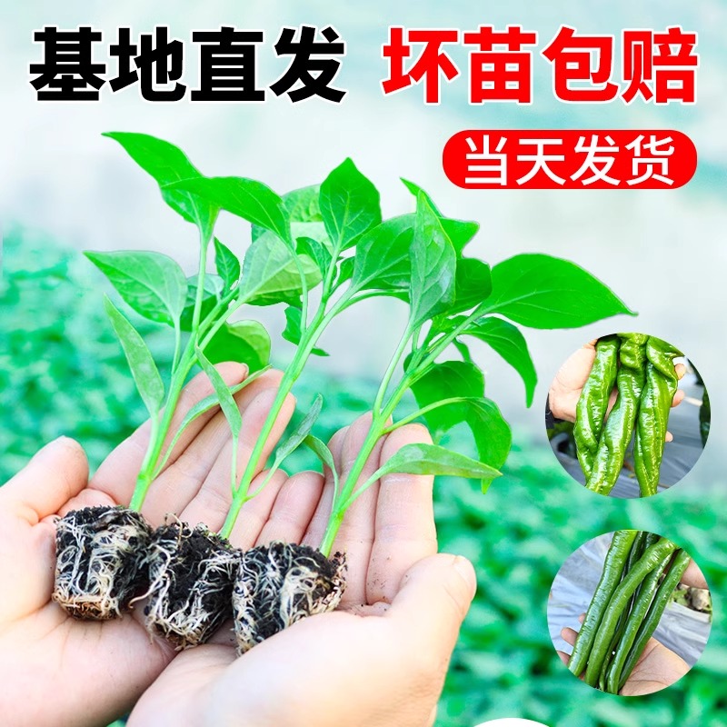 辣椒苗小米辣椒苗秧苗五彩椒朝天椒盆栽辣椒种孑青椒番茄苗蔬菜苗