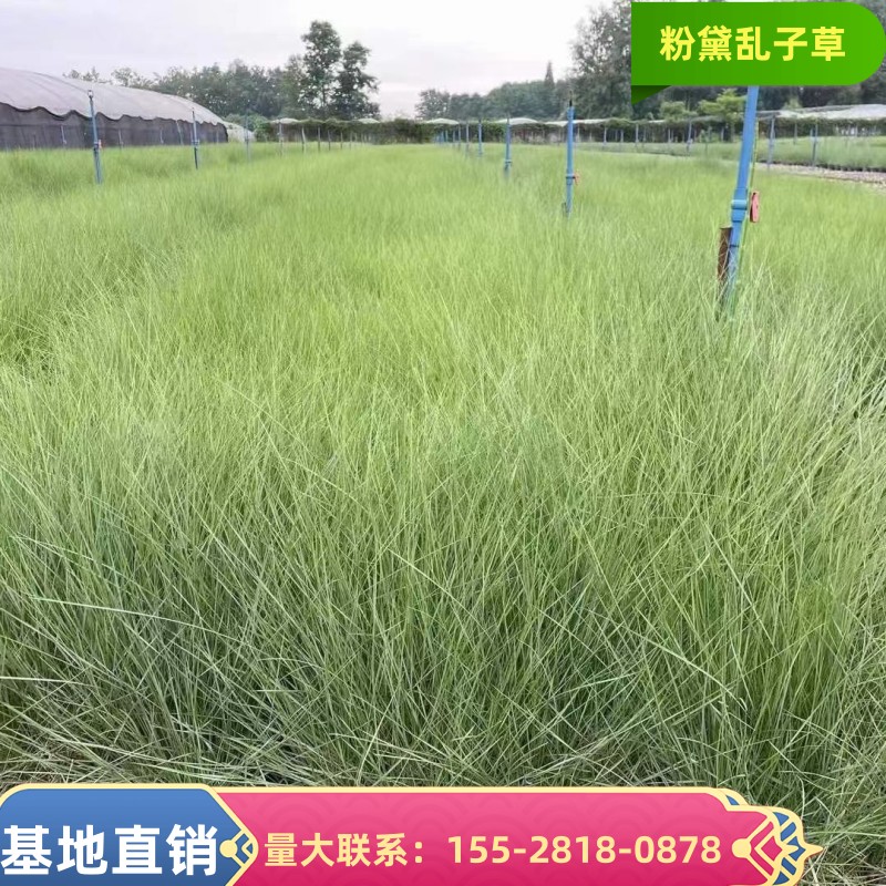 粉黛乱子草苗子苦草苗花菸草苗千屈菜鸢尾苗血草苗香根草苗工程水 鲜花速递/花卉仿真/绿植园艺 绿植 原图主图