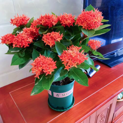 龙船花盆栽阳台室内四季绿植绣球