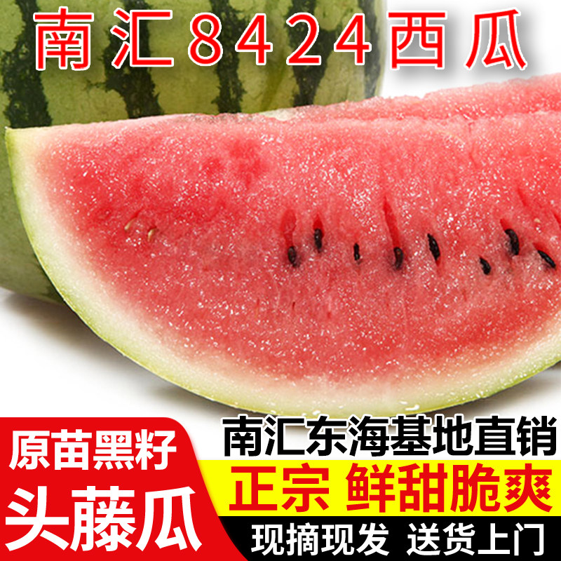 正宗南汇8424西瓜原苗头藤黑籽脆甜多汁上海当季新鲜水果现摘现发