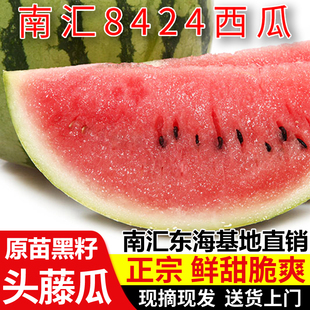 正宗南汇8424西瓜原苗头藤黑籽脆甜多汁上海当季新鲜水果现摘现发