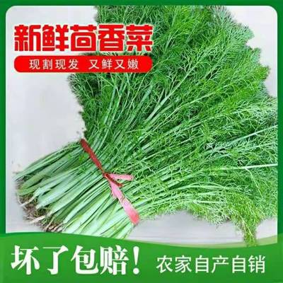 新鲜茴香菜带根正宗河北小茴香菜蔬菜荤香菜头茬茴香包饺子做馅饼