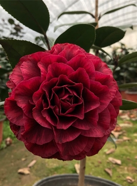 红叶贝拉玫瑰大红花紫色复色纯色名贵庭院阳台原生扦插苗嫁接植物