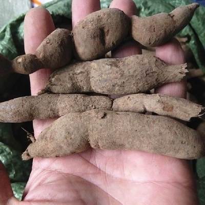 贵州新鲜野生雪里开 中药材草药拐子药地雷根单叶铁线莲包邮