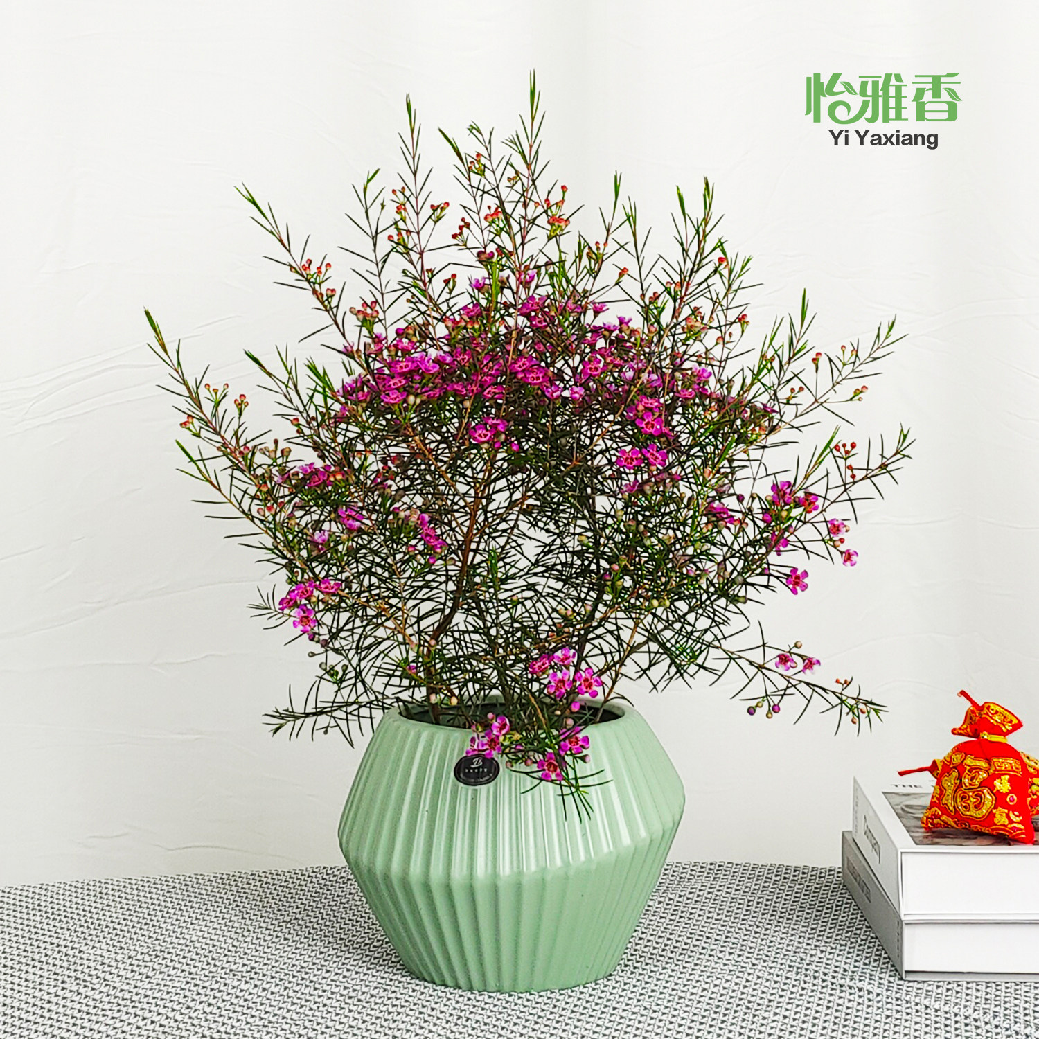 澳洲腊梅盆栽带花苞耐寒多年生植物庭院阳台高档花卉易活好养