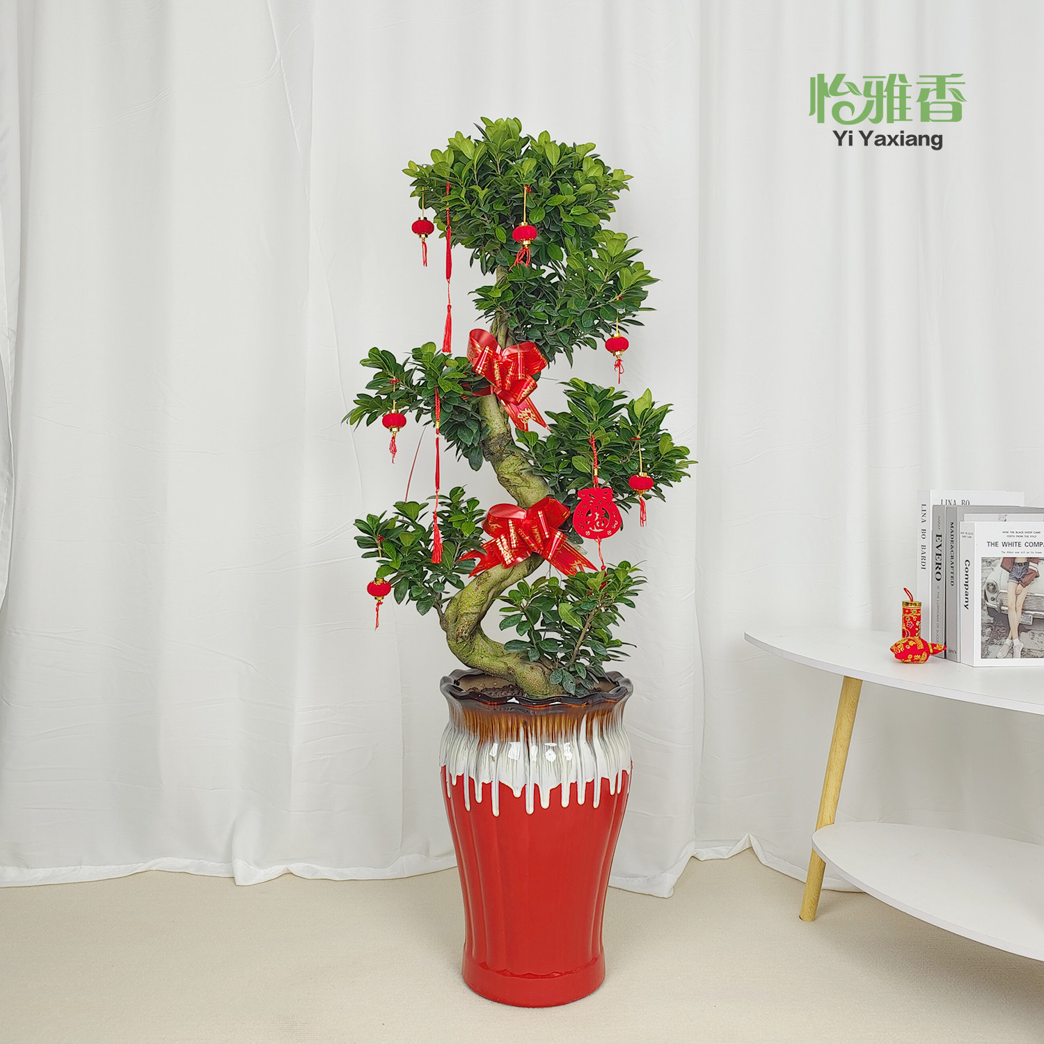 榕树盆景造型绿植室内庭院s弯8字型小叶金钱摇钱树招财盆栽人参榕