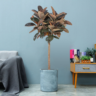 怡雅香橡皮树黑金刚客厅大盆栽室内老桩吸甲醛大叶植物花叶橡胶树