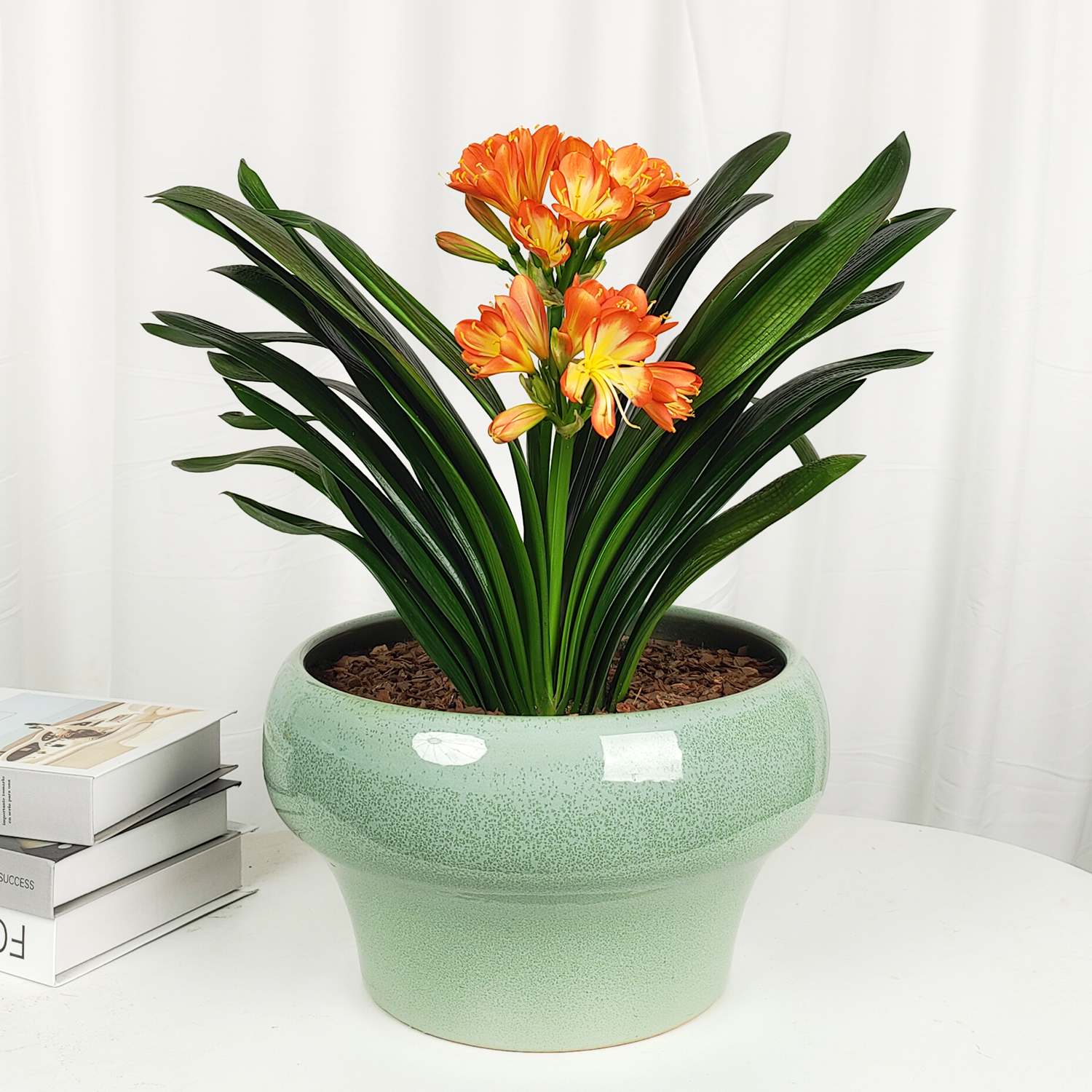 怡雅香东北君子兰带花苞精品君子兰盆栽室内高档送礼花卉长沙同城