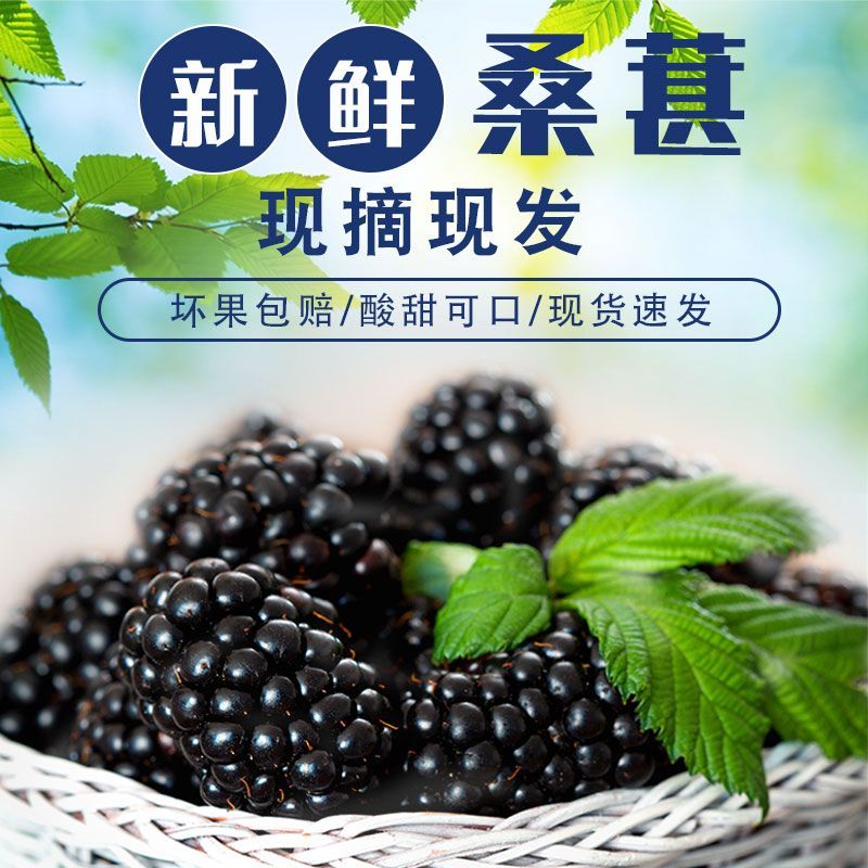 新鲜冷冻桑葚现摘现发无沙免洗黑果桑椹孕妇水果泡酒桑果酵素包邮