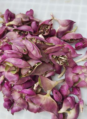 正宗可食用新鲜紫背万年青花苞红螺花花苞 苞子莲花苞 现摘现发