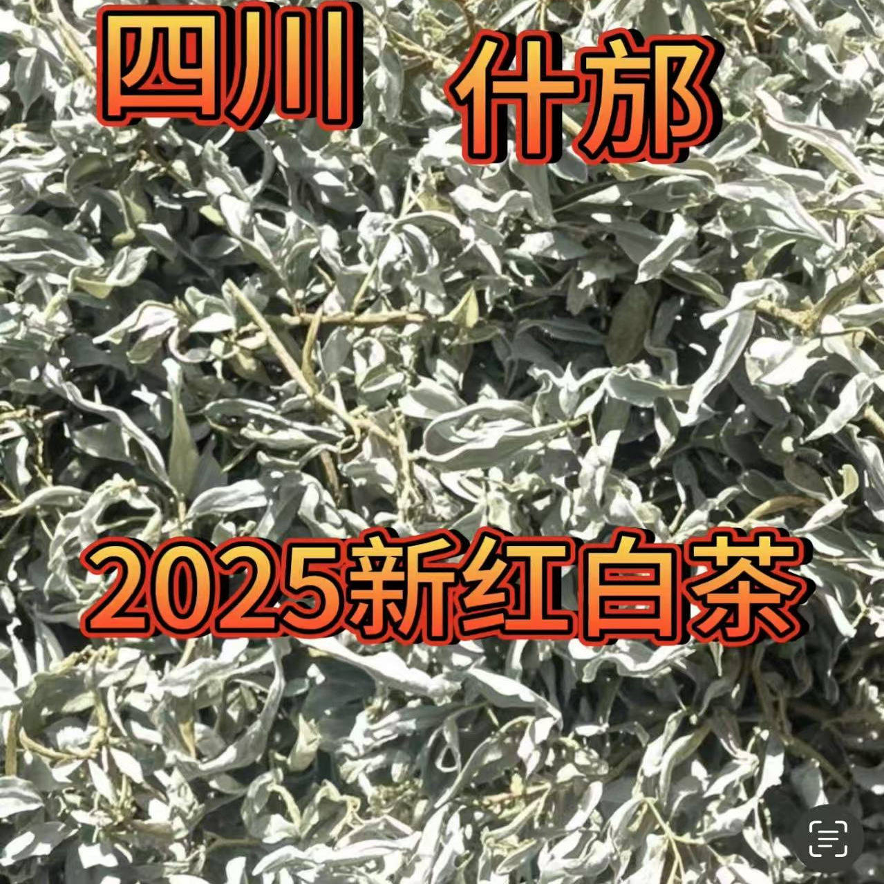红白茶四川什邡特产野生红白茶老鹰茶手工茶500g包邮