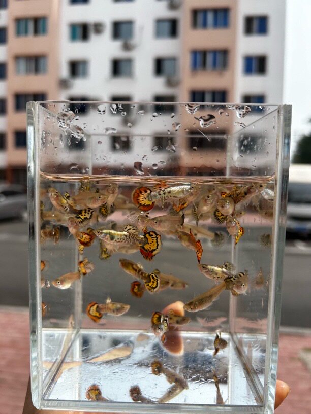花老虎纯种孔雀鱼白金礼服热带淡水小型观赏鱼胎生鱼临产怀孕母