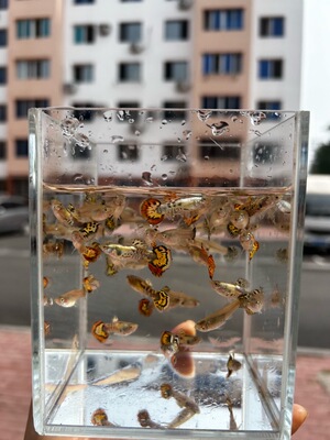 花老虎纯种孔雀鱼白金礼服热带淡水小型观赏鱼胎生鱼临产怀孕母