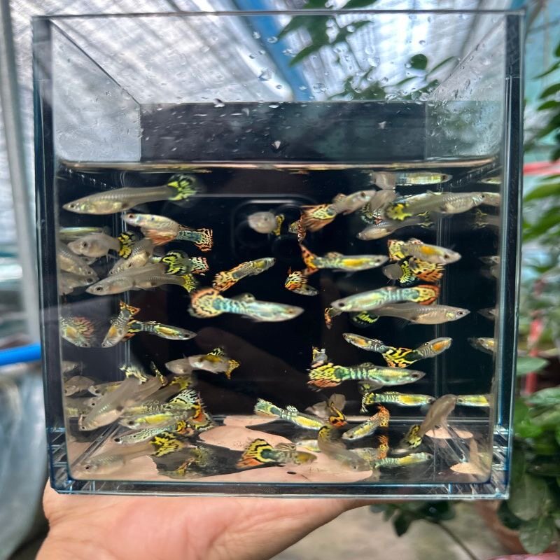 花老虎孔雀鱼热带淡水小型观赏鱼胎生鱼临产怀孕母凤尾鱼
