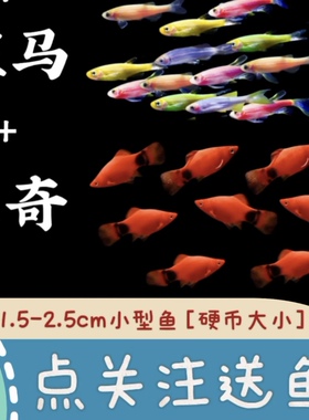 红米奇鱼加斑马活体鱼小型热带鱼月光鱼淡水鱼活体鱼胎生鱼观赏鱼