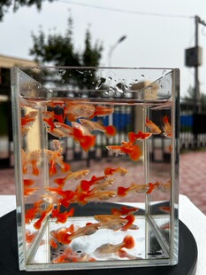 全红孔雀鱼精品福利生小鱼好养耐活新手孔雀鱼繁殖能力强