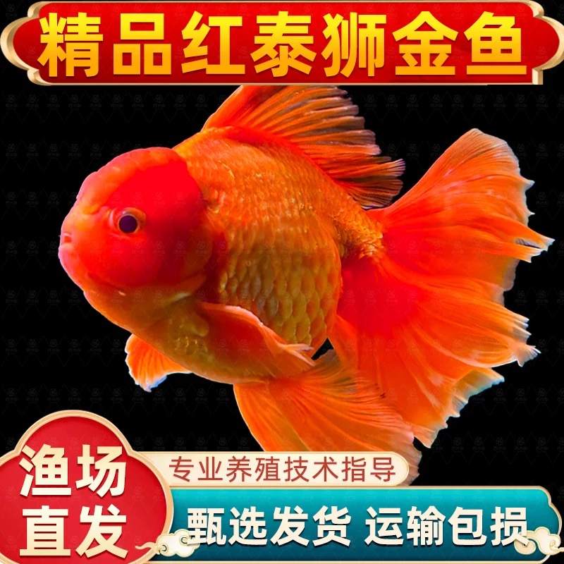 泰狮金鱼冷水鱼精品活鱼进口观赏鱼活体淡冷水好养耐活招财