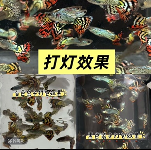 花老虎纯种孔雀鱼热带淡水小型观赏鱼胎生鱼临产怀孕母