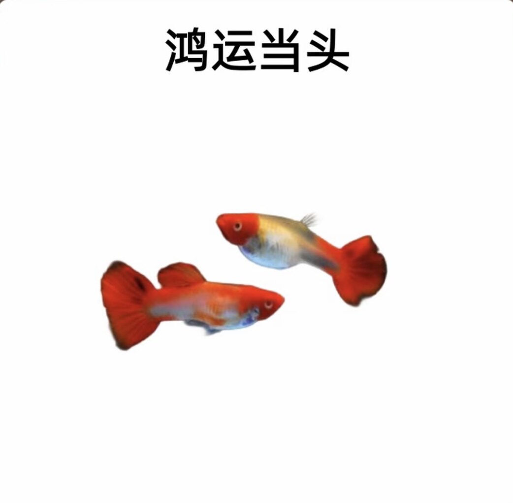 红头纯种鸿运当头孔雀鱼纯种好养耐活可繁殖的热带小型活体鱼