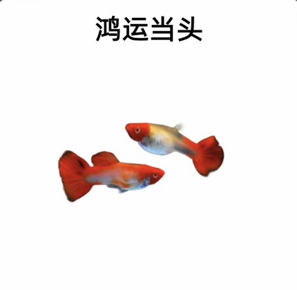 红头纯种鸿运当头孔雀鱼纯种好养耐活可繁殖的热带小型活体鱼