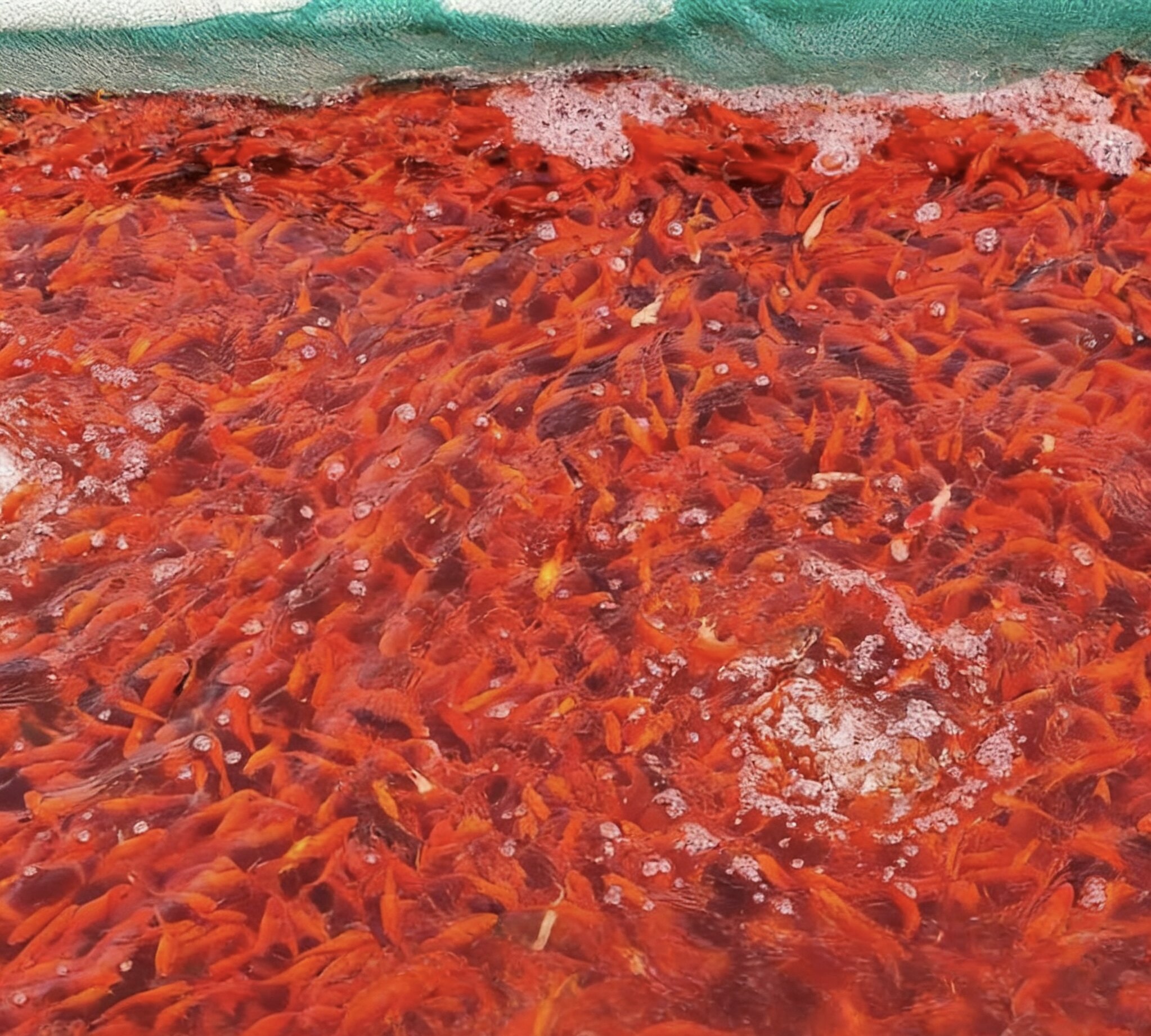 40条活鱼草金鱼锦鲤鱼苗观赏鱼淡水鱼冷水鱼小型耐活小金鱼红草