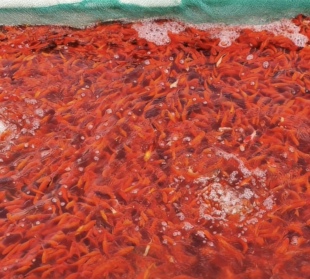 40条活鱼草金鱼锦鲤鱼苗观赏鱼淡水鱼冷水鱼小型耐活小金鱼红草