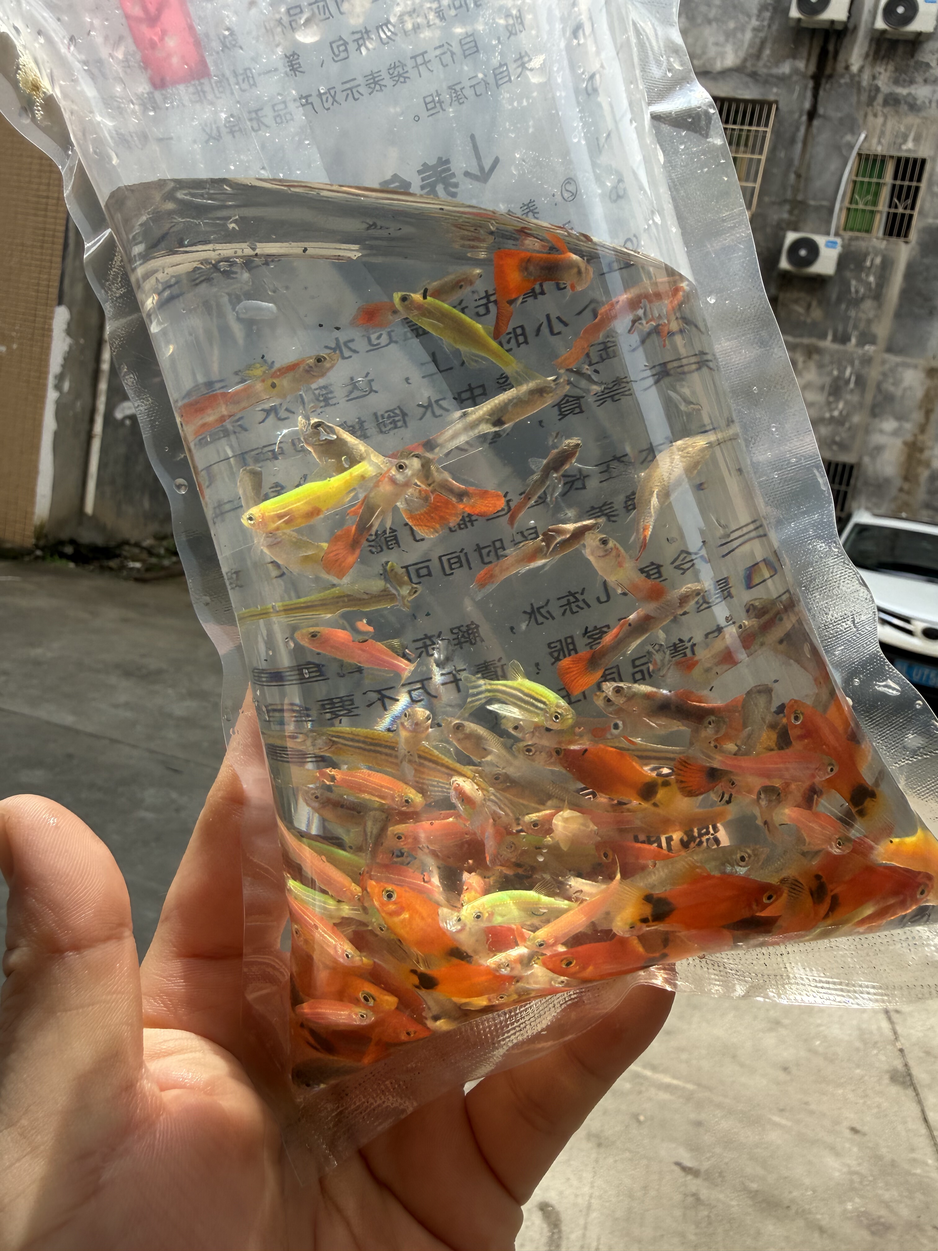 斑马孔雀米奇随机混养鱼苗鱼缸观赏鱼胎生观赏鱼好养耐养活体鱼