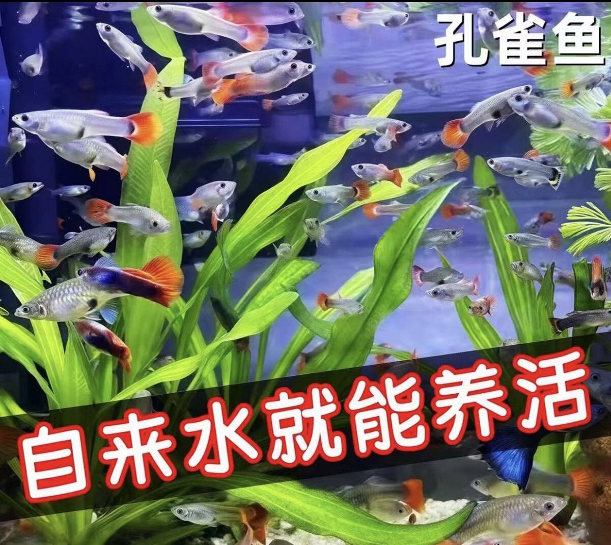 巴西杂袍孔雀鱼热带观赏鱼活体耐活好养适合新手饲养练手便宜小鱼