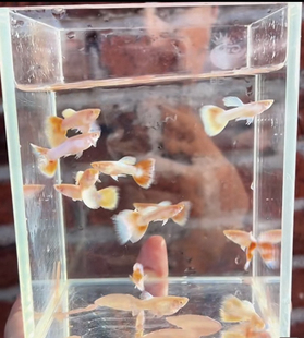 火烧云精品高颜值精品孔雀鱼小型热带观赏鱼生小鱼