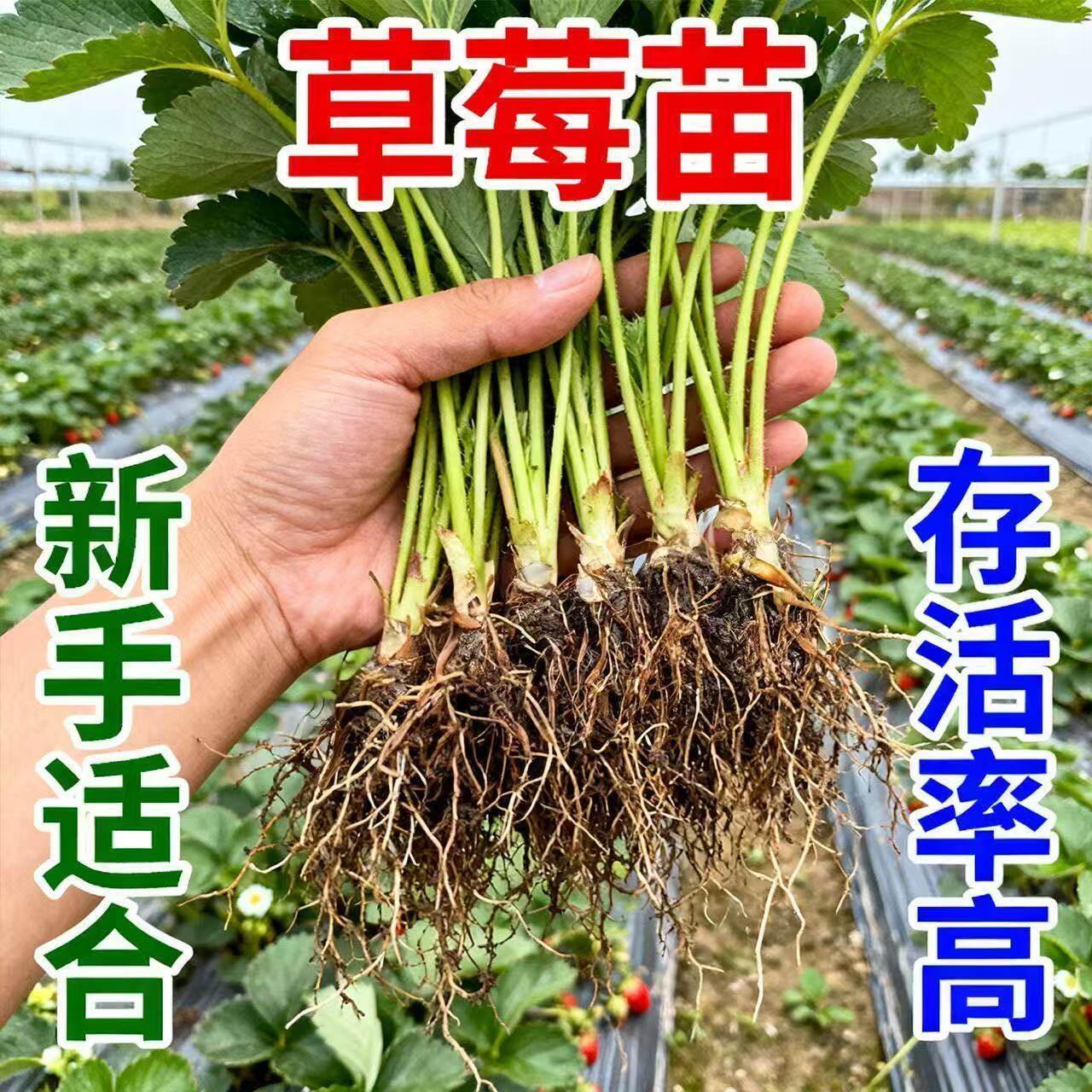 正宗奶油草莓大果现挖批发新鲜苗圃四季草莓苗南北方种植盆栽地栽