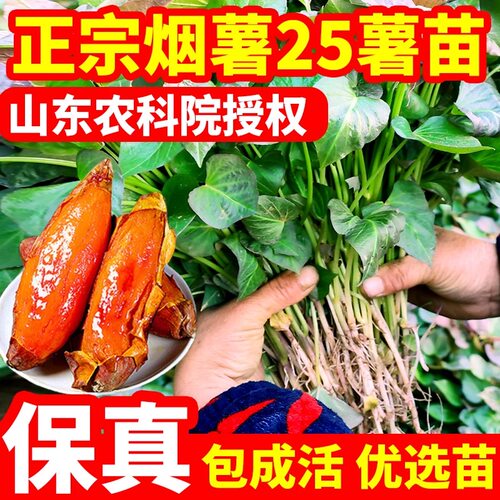 正宗烟薯25号蜜薯苗红心红薯苗脱毒紫罗兰苗原种地瓜苗糖心番薯苗
