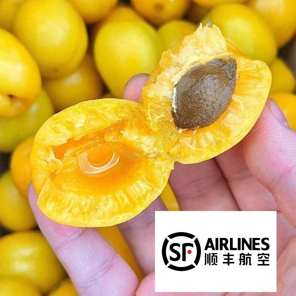 新疆现摘现发库车小白杏特产新鲜水果应季甜杏子4斤礼盒顺丰包邮