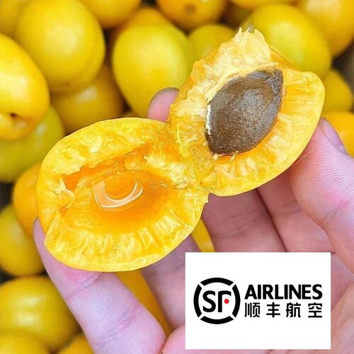 新疆现摘现发库车小白杏特产新鲜水果应季甜杏子4斤礼盒顺丰包邮