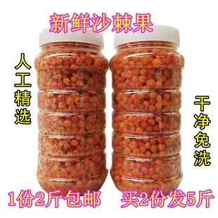 费 免邮 酵素果冷冻果吕梁山野生新鲜沙棘果2斤36.8元 23年新果沙棘果