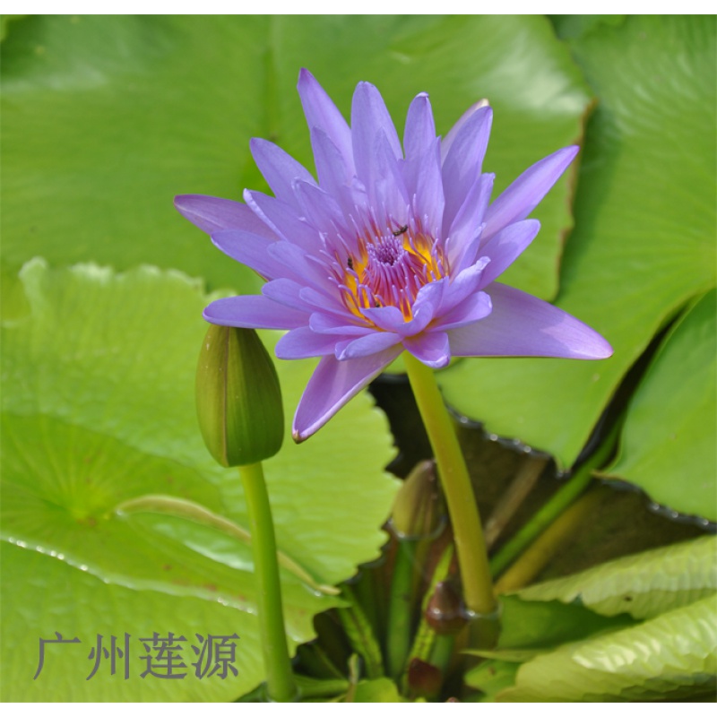 埃及蓝 热带睡莲 花蓝色至紫色 花大芳香 常年开花 适合做花茶