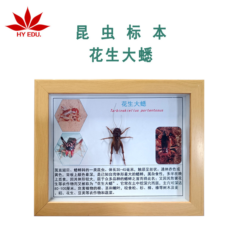 花生大蟋标本 昆虫 蝴蝶 果树粮食作物经济作物害虫观察盒装标本