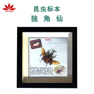 独角仙昆虫标本真虫展示框桌面摆件送儿童创意礼物