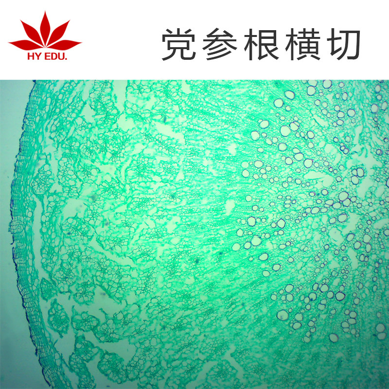 党参根横切  显微镜生物标本切片玻璃载玻片植物细胞学生实验