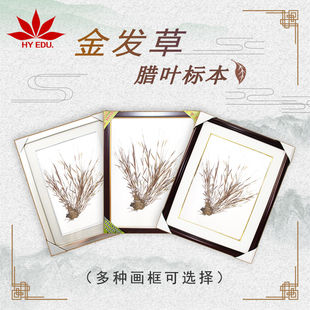 腊叶标本精装蜡叶标本金发草标本红叶教仪