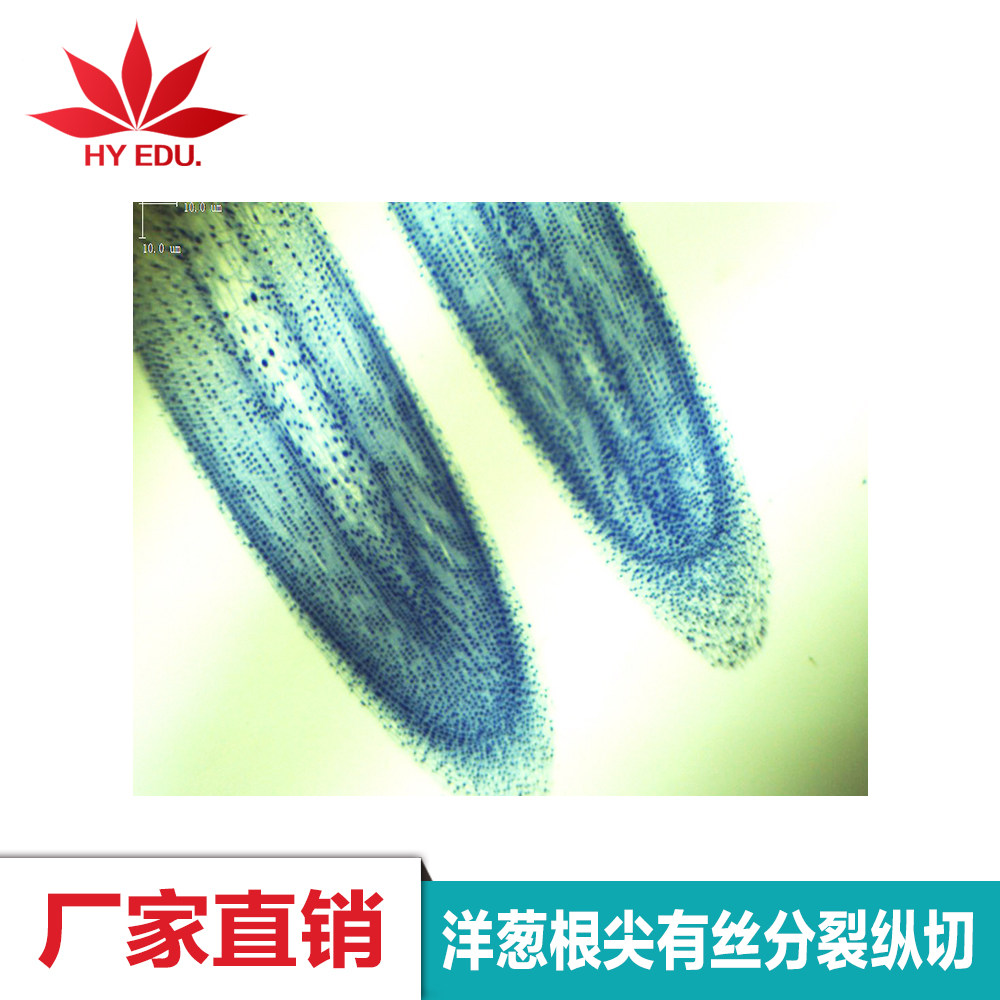植物类教学玻片/洋葱根尖有丝分裂纵切/单片可选 批量定制 - 实物图