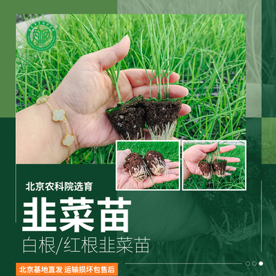 农科院韭菜苗白根红根大叶高产