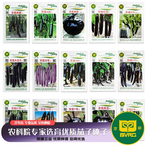 茄子绿长高产四季家庭阳台盆栽