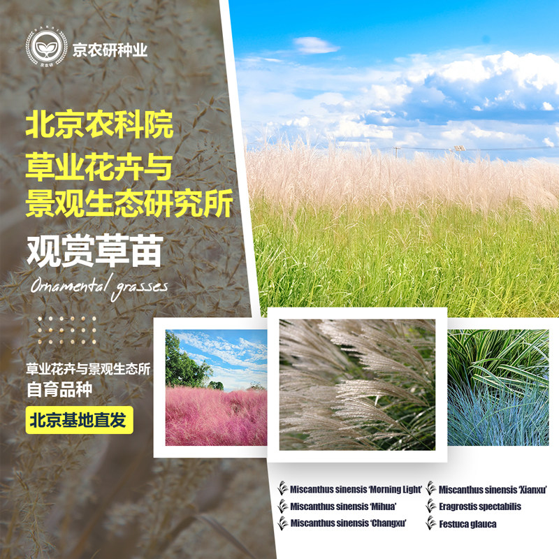 庭院观赏草苗粉黛乱子草蓝羊茅狼尾草矮蒲苇四季易种植物盆栽花境