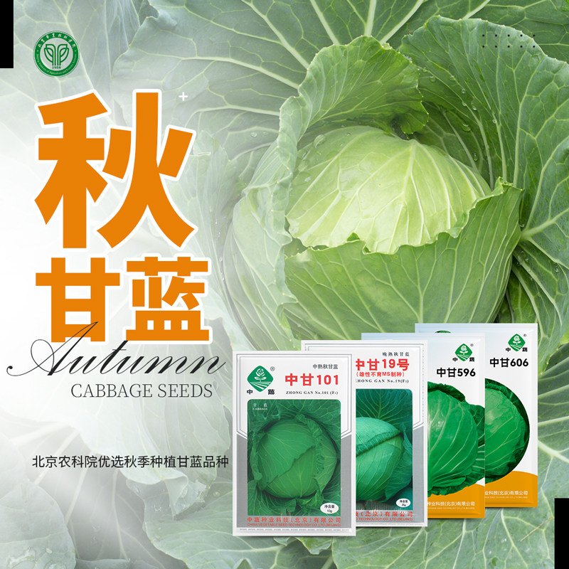 北京农科院甘蓝种子秋播圆洋白菜卷心菜高产露地栽阳台盆栽蔬菜籽