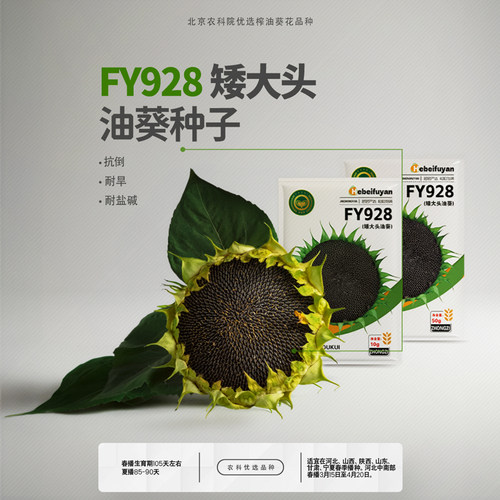 农科院四季榨油油葵种子高油高产