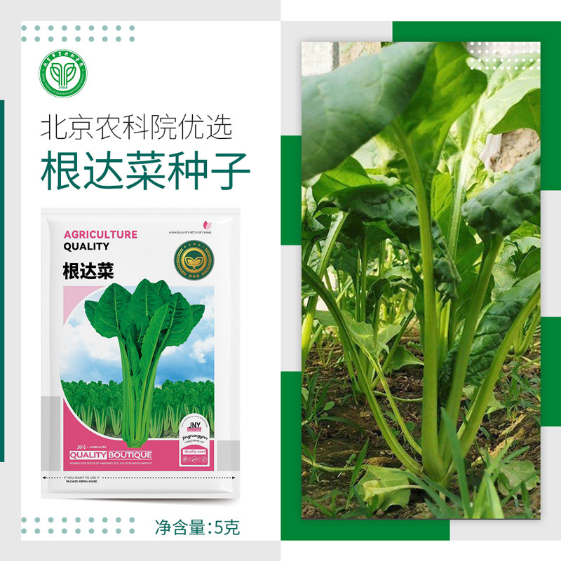 农科院根达菜种子牛皮菜君达菜黄金叶甜菜阳台盆栽菜园蔬菜种籽孑