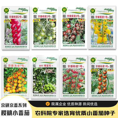 北京农科院小番茄种子千禧圣女果
