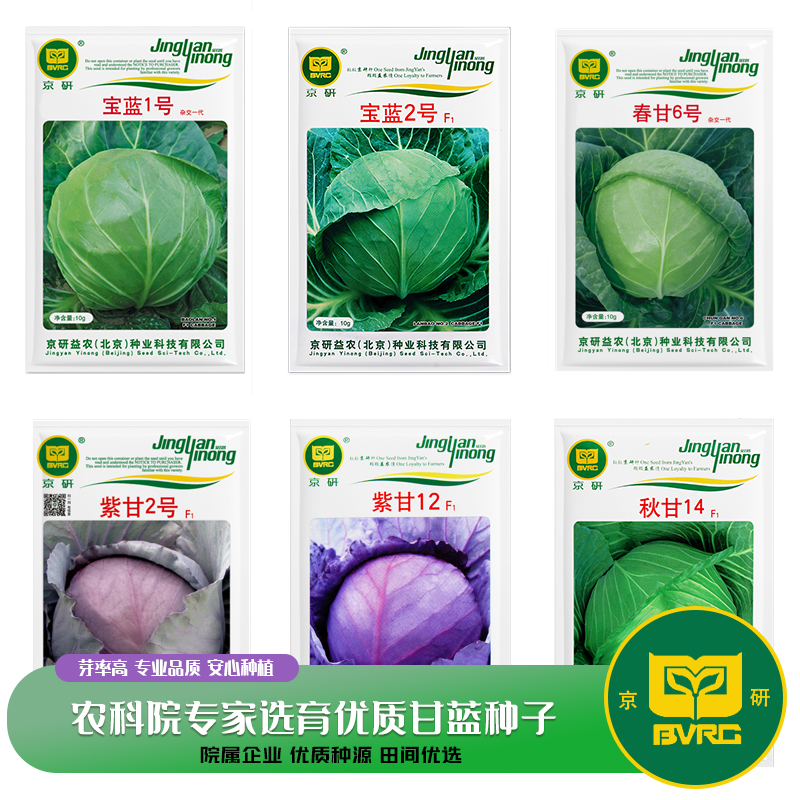 京研甘蓝种子紫甘蓝圆白菜卷心菜春秋播农科院优质易种蔬菜种籽孑