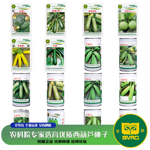 农科院抗病产量高易种西葫芦种子