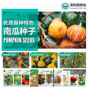 农科院南瓜种子嫩南瓜贝贝南瓜蜜本南瓜观赏玩具南瓜易种蔬菜籽孑